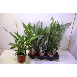 arr8 Spath Bingo Cupido