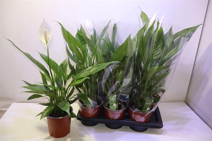 <h4>arr8 Spath Bingo Cupido</h4>