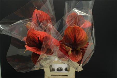 <h4>Anthurium Cantello</h4>