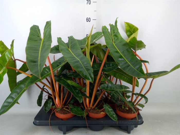 <h4>Philodendron billietiae</h4>