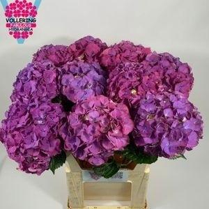 <h4>HYDR M SIBILLA PA</h4>