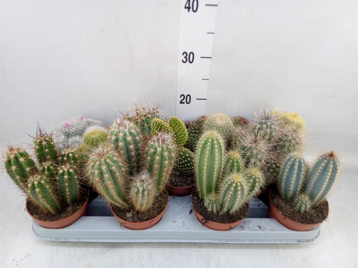 <h4>Cactus ...mix</h4>