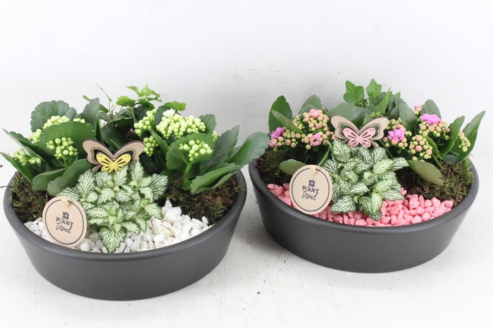 <h4>arr2 PL - Ker. schaal 25cm black - roze/wit</h4>