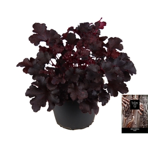 Heuchera Indian Summer Black
