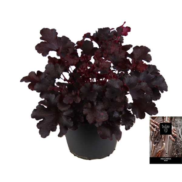<h4>Heuchera Indian Summer Black</h4>