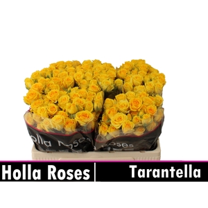 R TR TARANTELLA
