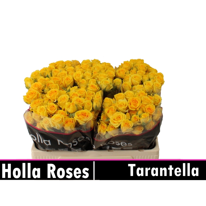 <h4>Tarantella</h4>
