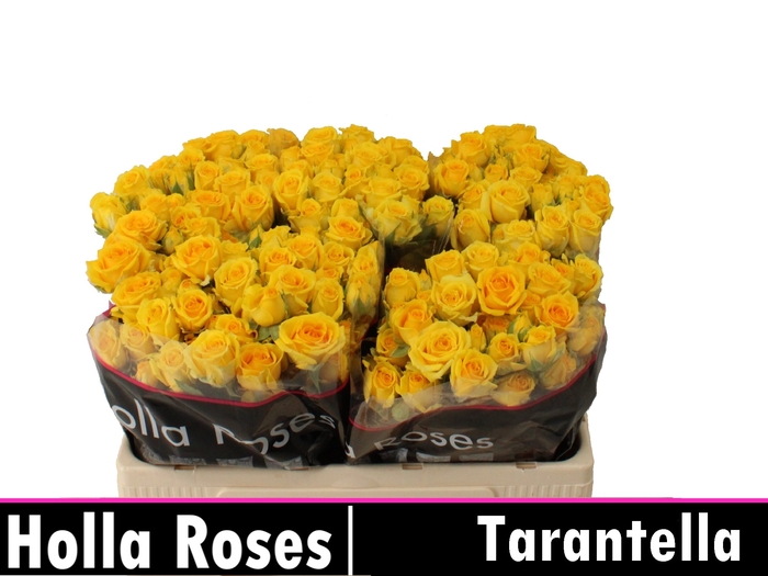 <h4>R Tr Tarantella</h4>