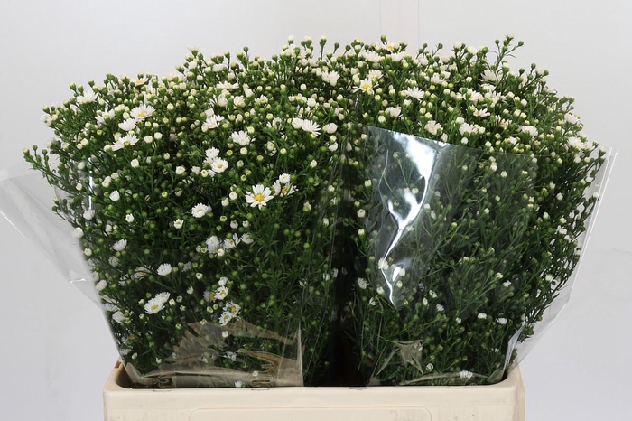 <h4>Aster Paquita</h4>