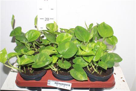 <h4>Epipr Global Green</h4>