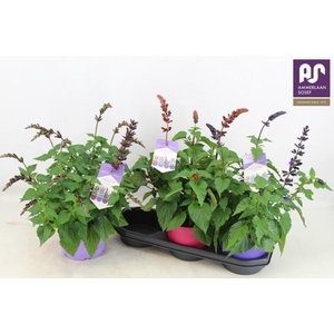 SALVIA SALGOON GEM