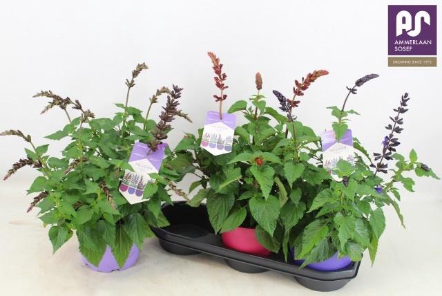 <h4>SALVIA SALGOON GEM</h4>