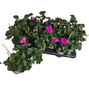 PEL PELT P BUTTERFLY