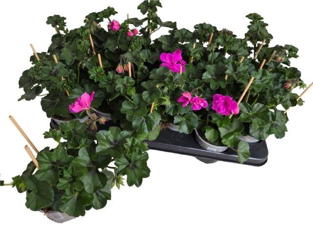 <h4>PEL PELT P BUTTERFLY</h4>