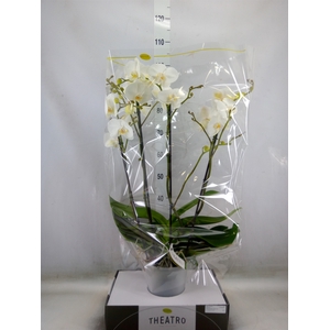 Phalaenopsis   ...white
