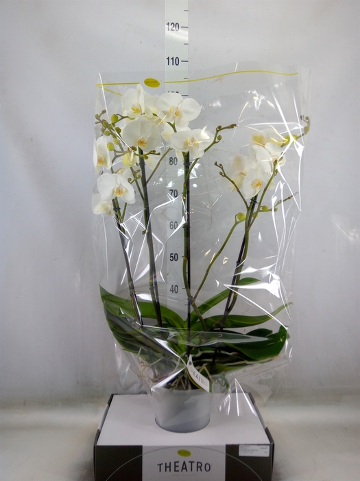 <h4>Phalaenopsis   ...white</h4>