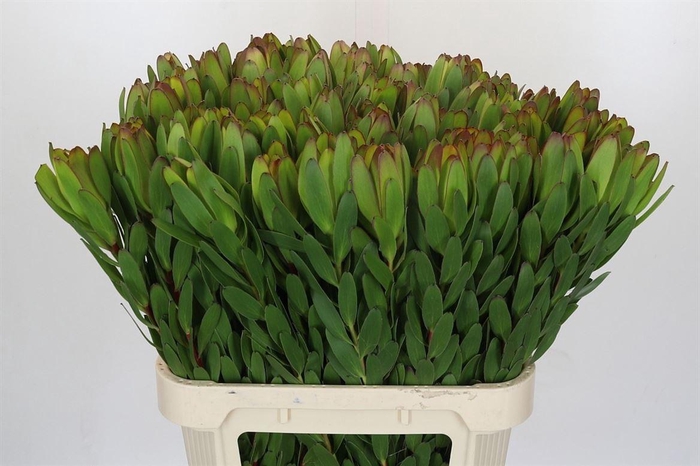 <h4>Leucad Goldstrike</h4>