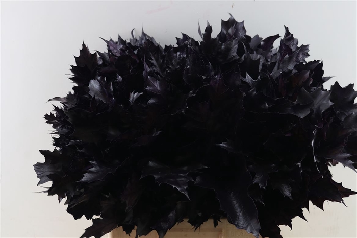 <h4>Quercus Rubra Aubergine</h4>