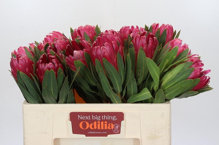 <h4>Protea Brenda</h4>