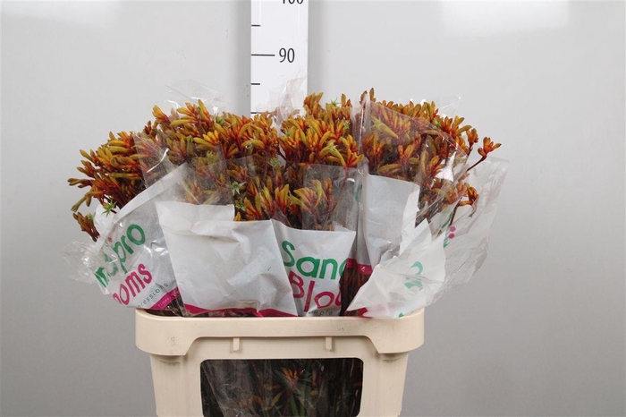 <h4>Anigoz Gold Fever</h4>