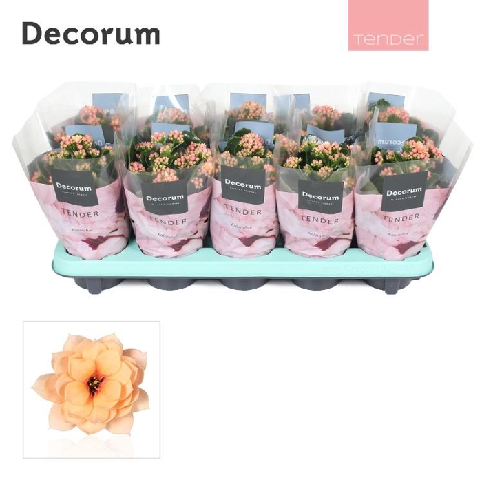 <h4>KALAN CALAN SERENITY APRICOT</h4>