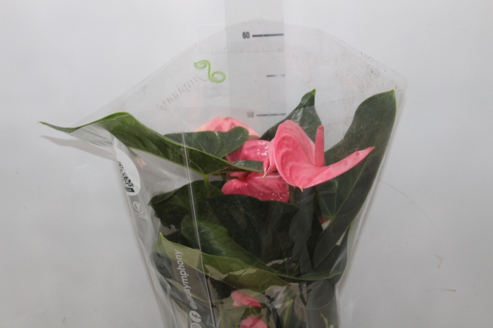 <h4>ANTHURIUM KING PINK P17</h4>