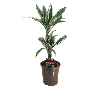 Dracaena deremensis white stripe 30-10