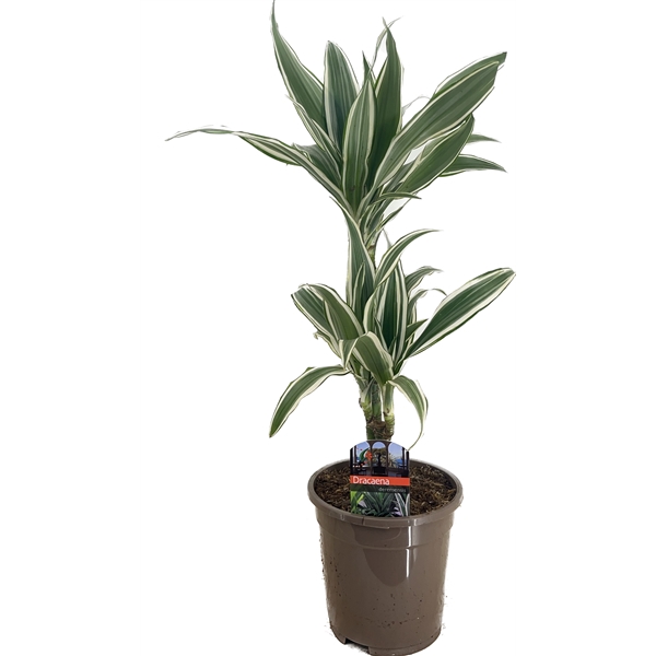 <h4>Dracaena deremensis white stripe 30-10</h4>