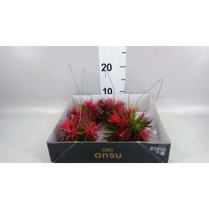 Tillandsia
