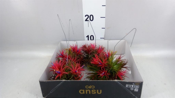 <h4>Tillandsia</h4>