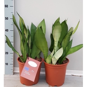 Sansevieria trifa. 'Moonshine'