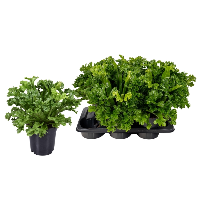 <h4>ASPLE ANT LESLIE</h4>