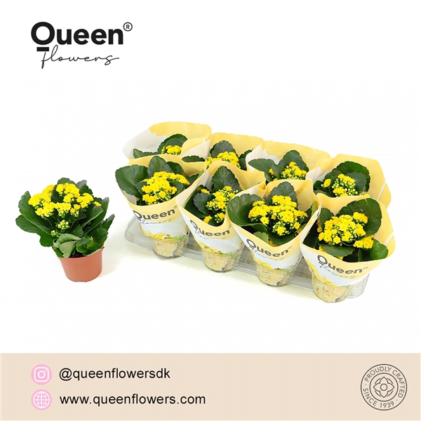 <h4>Kalanchoe Raelynn P12 Queen</h4>