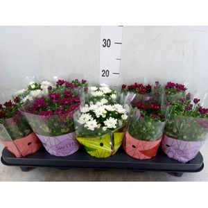 Chrysanthemum  'Swifty'  ...mix