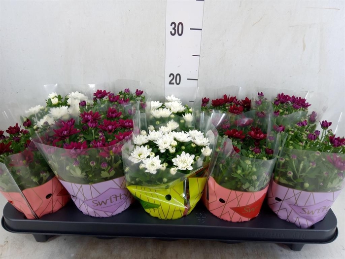<h4>Chrysanthemum  'Swifty'  ...mix</h4>