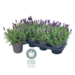 Lavendel Stoechas Early Summer (Lavandula)