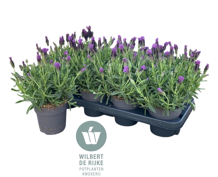 <h4>Lavendel Stoechas Early Summer (Lavandula)</h4>