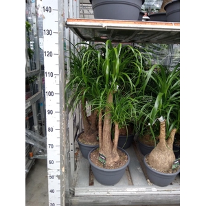 Beaucarnea recurvata