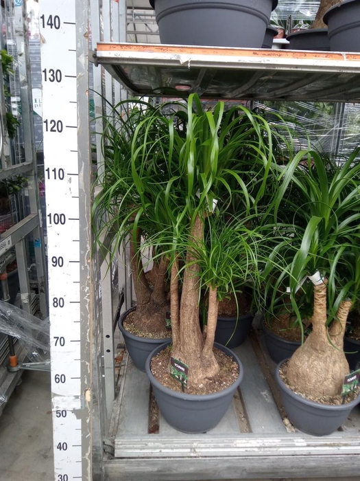 <h4>Beaucarnea recurvata</h4>