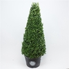 Ilex crenata 'Dark Green' cone 110-120cm