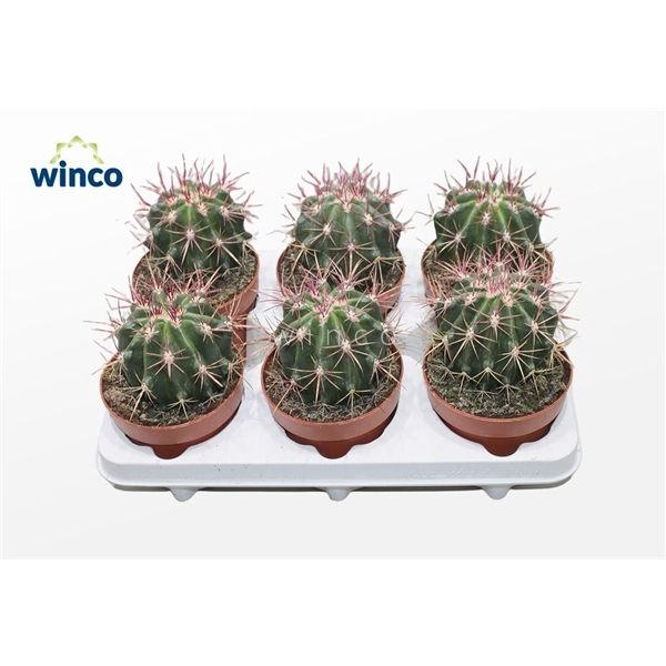 <h4>Ferocactus Stainessi</h4>
