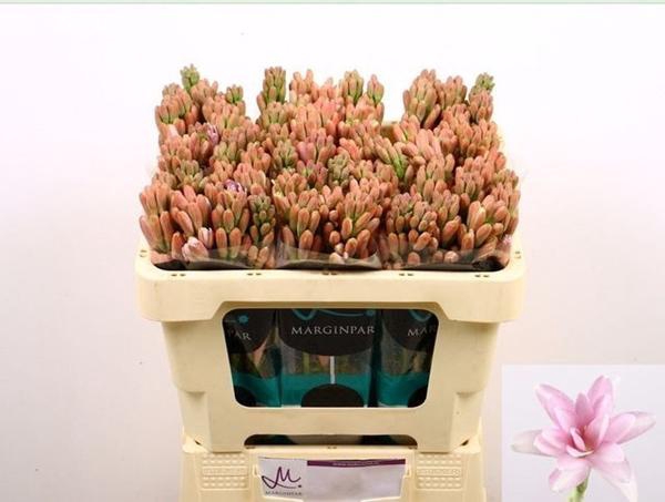 Poliant Pink Sapphir