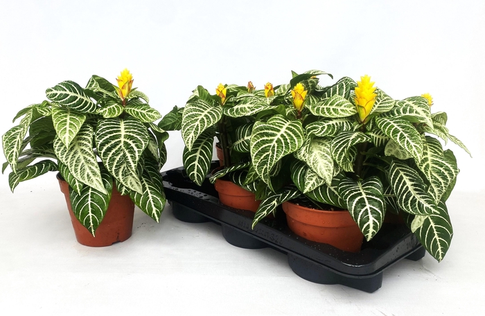 <h4>APHEL SQ DANIA</h4>