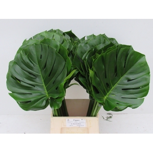 MONSTERA BLAD