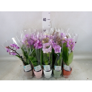 Phalaenopsis   ...mini