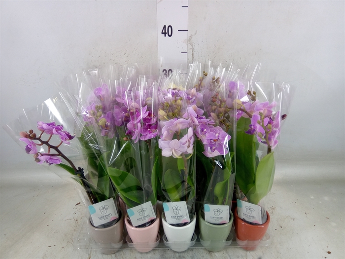 <h4>Phalaenopsis   ...mini</h4>