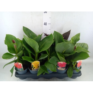 Canna  'Cannova'   ...mix