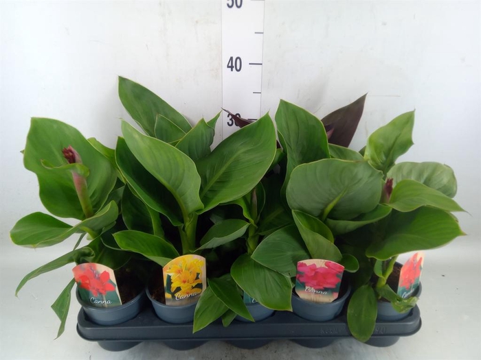 <h4>Canna  'Cannova'   ...mix</h4>