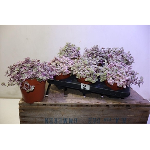 arr8 Callisia Rep Rosato