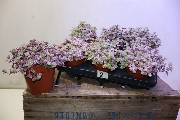 <h4>arr8 Callisia Rep Rosato</h4>